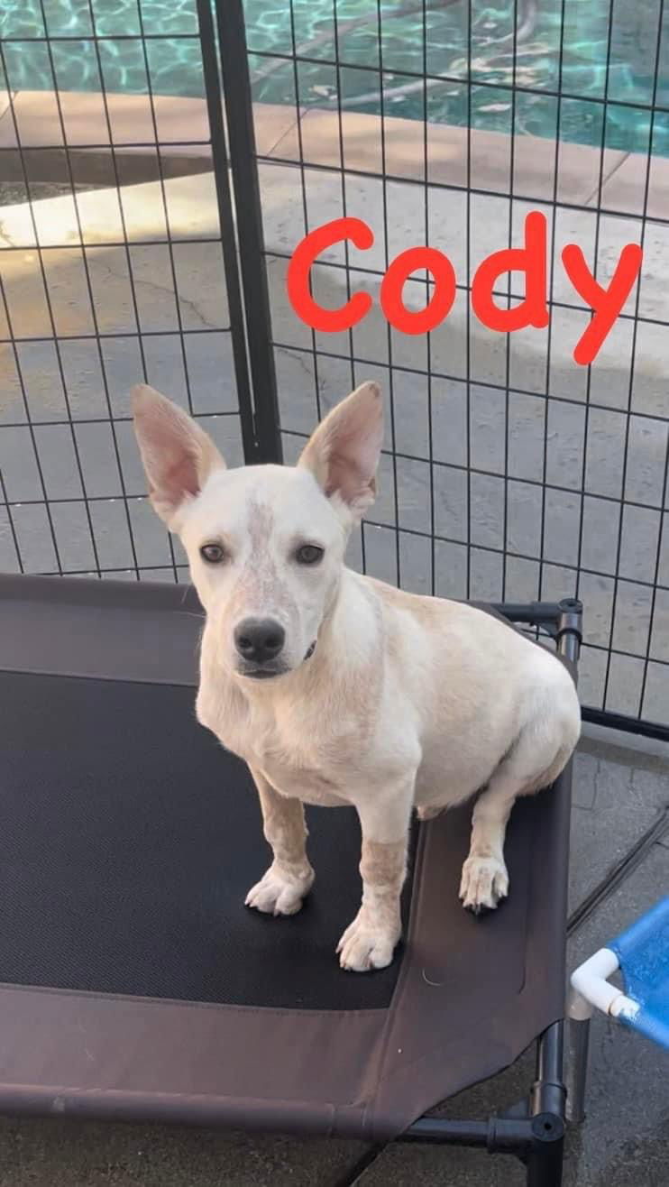 Cody, an adoptable Australian Cattle Dog / Blue Heeler in Estacada, OR, 97023 | Photo Image 4