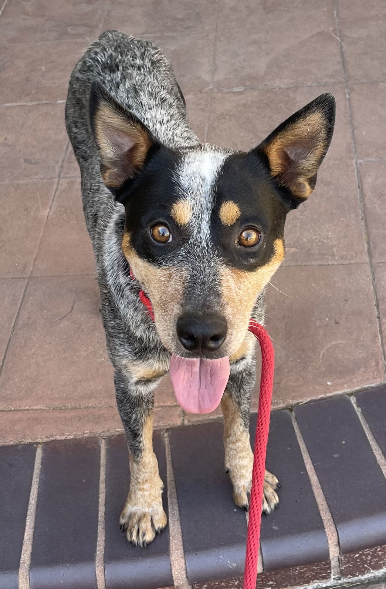 Bandit, an adoptable Australian Cattle Dog / Blue Heeler in Estacada, OR, 97023 | Photo Image 1