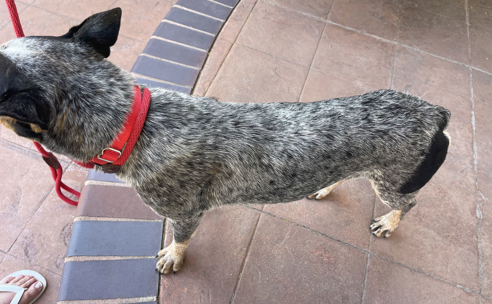 Bandit, an adoptable Australian Cattle Dog / Blue Heeler in Estacada, OR, 97023 | Photo Image 4