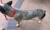 Bandit photo 4