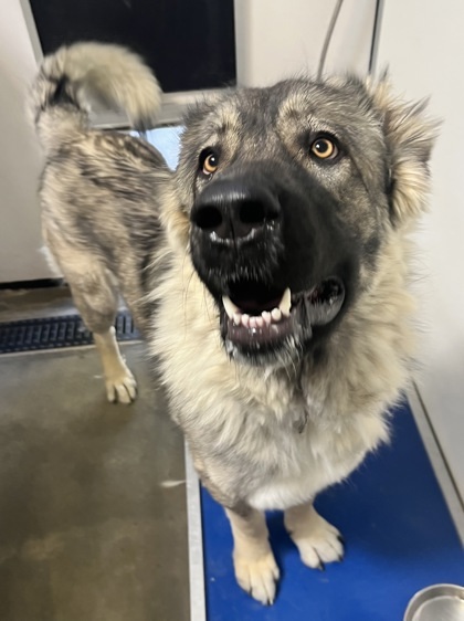 Ari, an adoptable Leonberger, Mixed Breed in Lebec, CA, 93243 | Photo Image 1