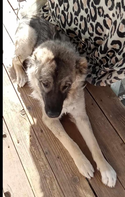 Ari, an adoptable Leonberger, Mixed Breed in Lebec, CA, 93243 | Photo Image 2