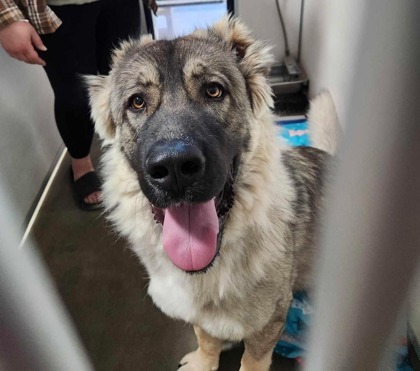 Ari, an adoptable Leonberger, Mixed Breed in Lebec, CA, 93243 | Photo Image 3