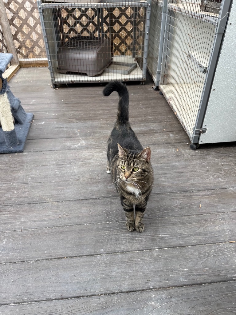 Lily, an adoptable Domestic Short Hair in Lunenburg, VT, 05906 | Photo Image 1