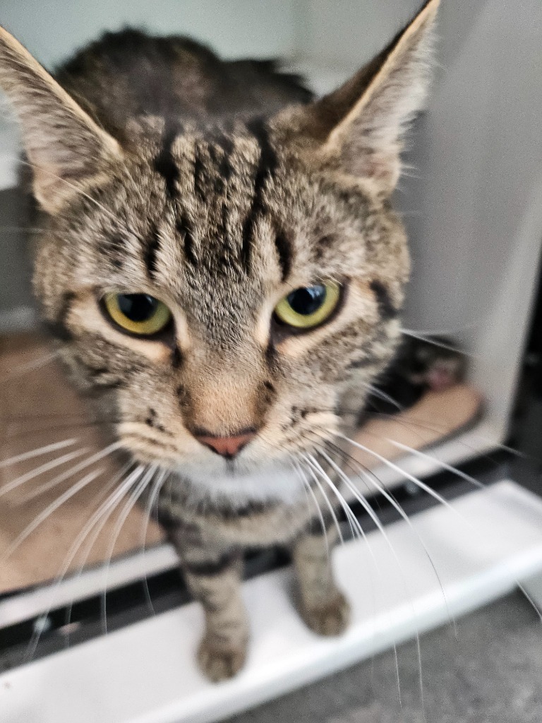 Lily, an adoptable Domestic Short Hair in Lunenburg, VT, 05906 | Photo Image 2