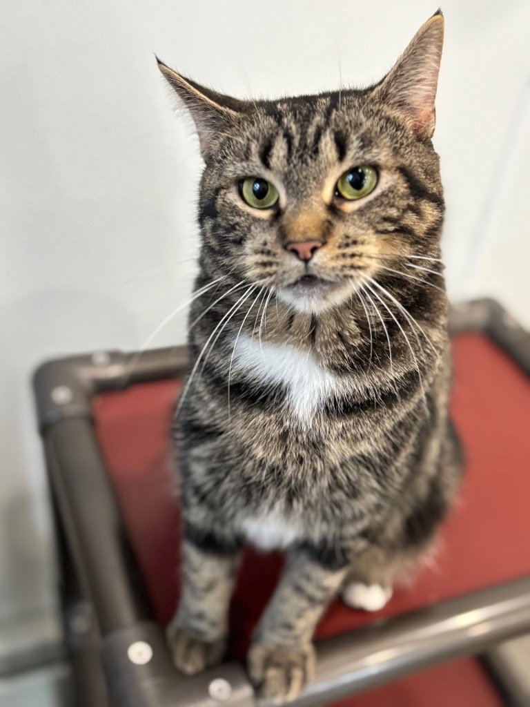 Lily, an adoptable Domestic Short Hair in Lunenburg, VT, 05906 | Photo Image 4