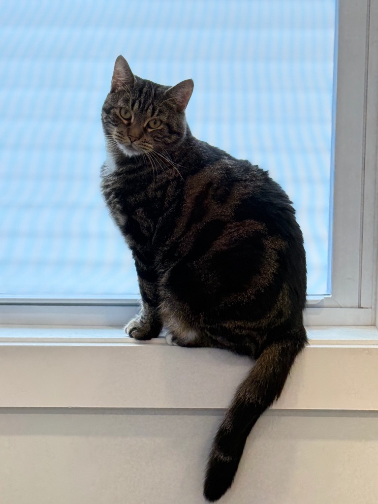 Lily, an adoptable Domestic Short Hair in Lunenburg, VT, 05906 | Photo Image 5