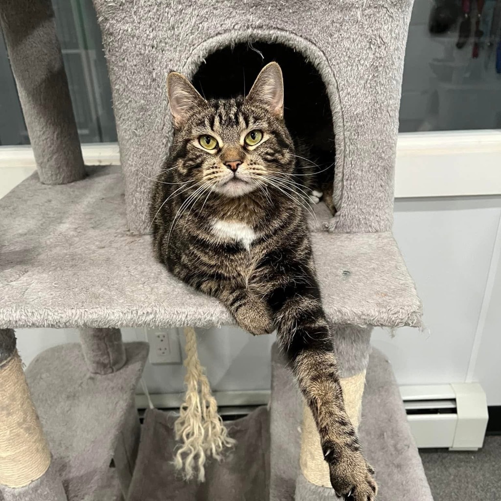 Lily, an adoptable Domestic Short Hair in Lunenburg, VT, 05906 | Photo Image 6