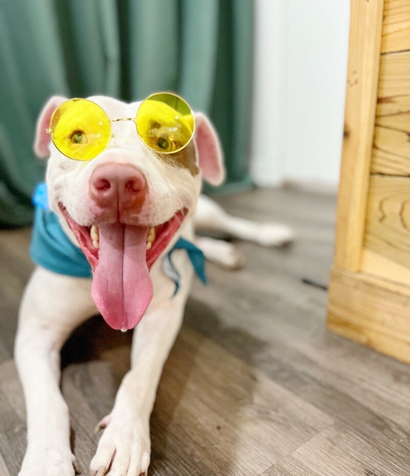 Dog for adoption Bubbles Silly Lover Boy, a Pit Bull Terrier