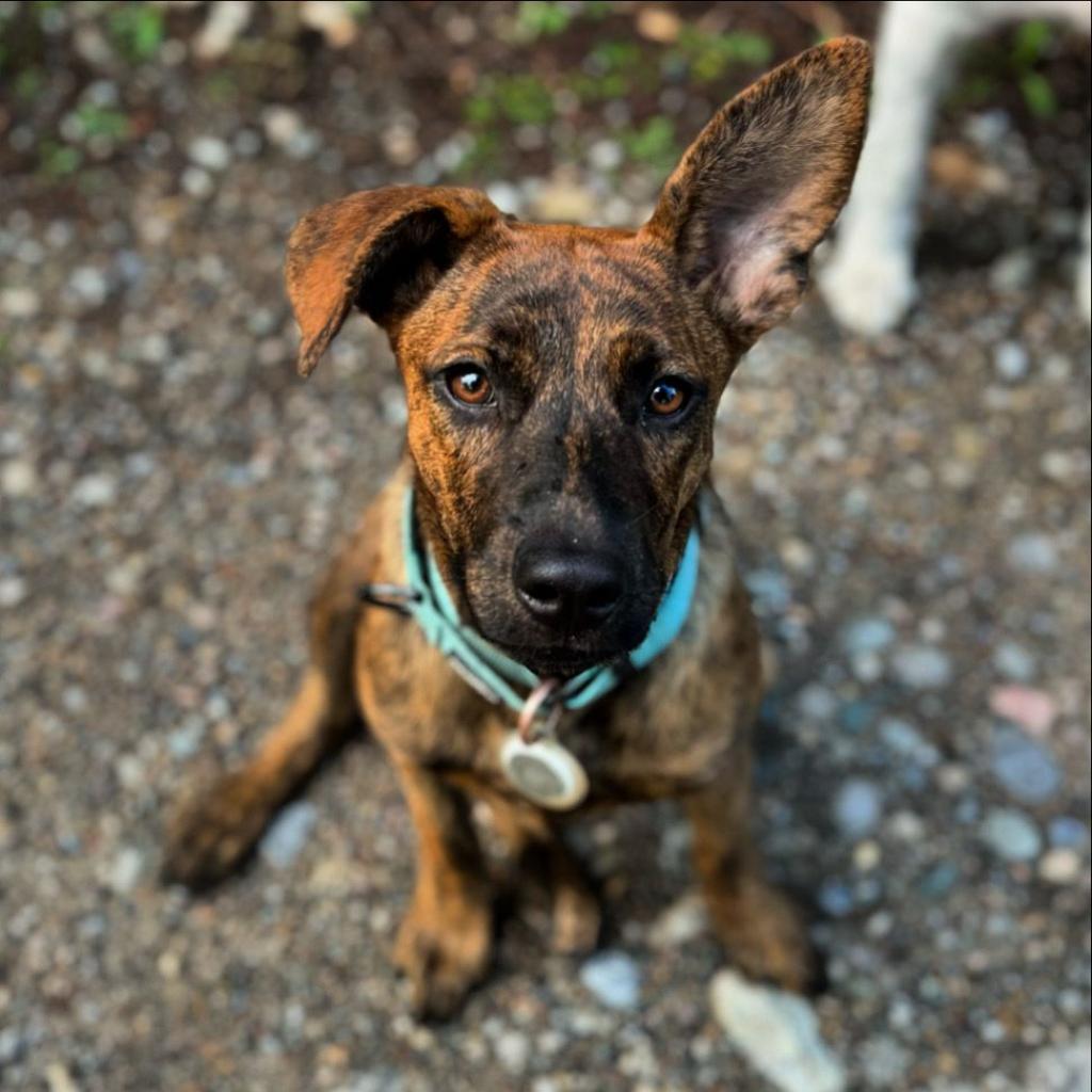 Nala, an adoptable Mixed Breed in Lions Bay, BC, V0N 2E0 | Photo Image 1