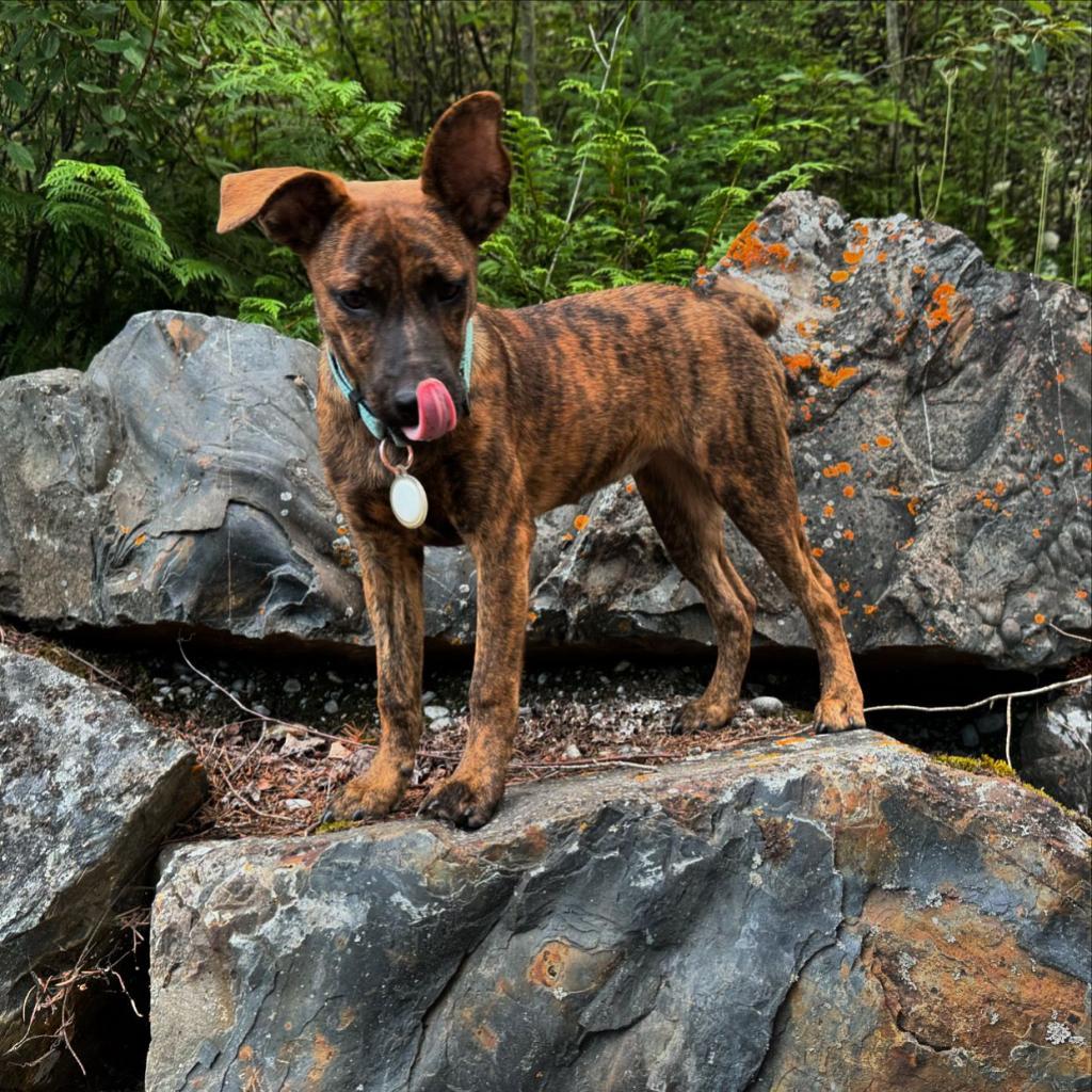 Nala, an adoptable Mixed Breed in Lions Bay, BC, V0N 2E0 | Photo Image 2