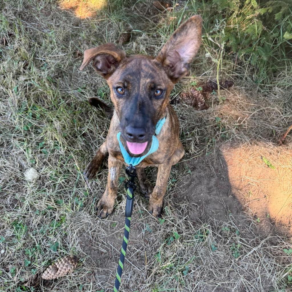 Nala, an adoptable Mixed Breed in Lions Bay, BC, V0N 2E0 | Photo Image 3