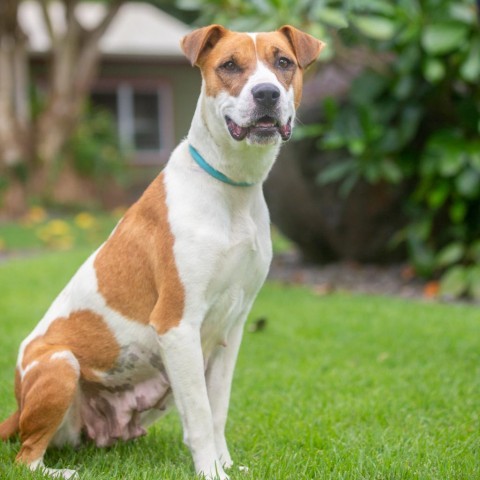 Skipper, an adoptable Mixed Breed in Kailua Kona, HI, 96740 | Photo Image 1