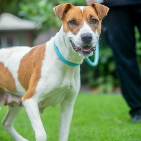 Skipper, an adoptable Mixed Breed in Kailua Kona, HI, 96740 | Photo Image 2