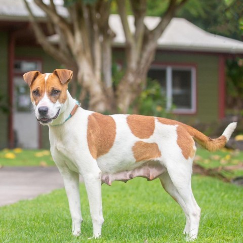 Skipper, an adoptable Mixed Breed in Kailua Kona, HI, 96740 | Photo Image 4