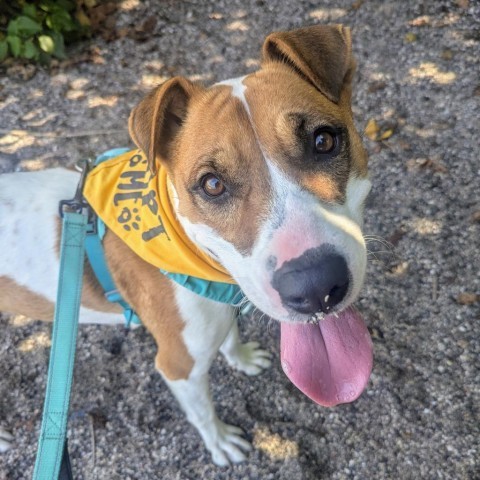 Skipper, an adoptable Mixed Breed in Kailua Kona, HI, 96740 | Photo Image 5