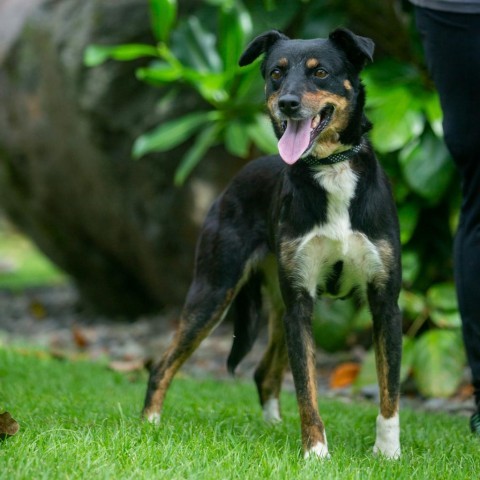 Winnie, an adoptable Mixed Breed in Kailua Kona, HI, 96740 | Photo Image 1