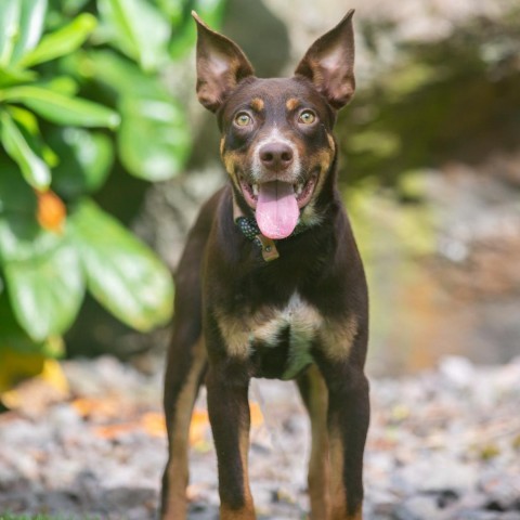 Willie, an adoptable Mixed Breed in Kailua Kona, HI, 96740 | Photo Image 1