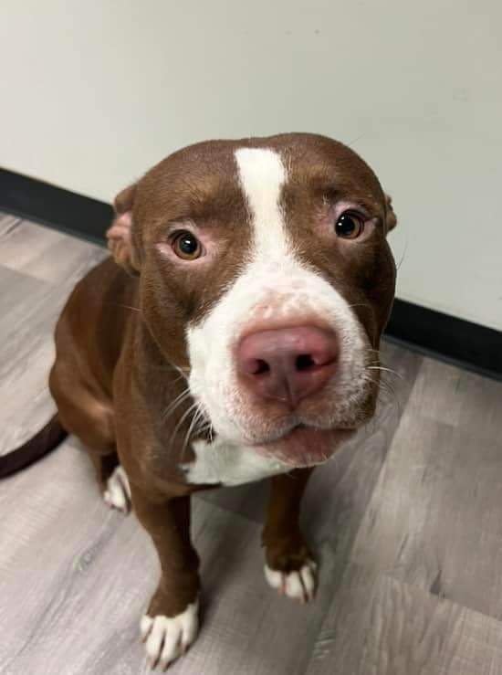 Rudy, an adoptable Pit Bull Terrier in Arlee, MT, 59821 | Photo Image 1