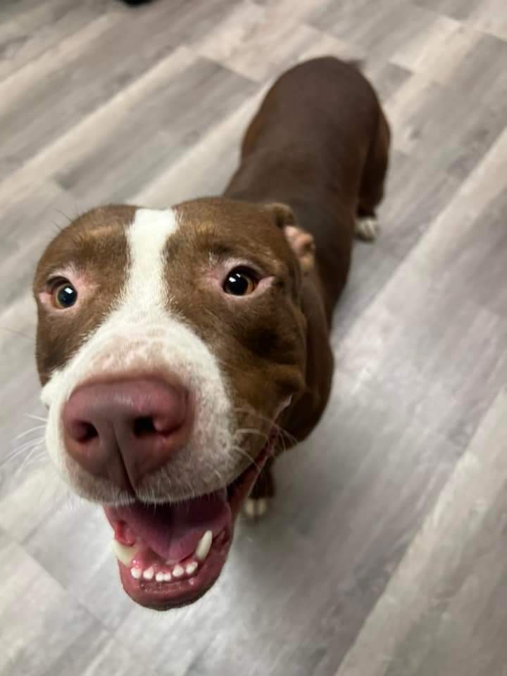 Rudy, an adoptable Pit Bull Terrier in Arlee, MT, 59821 | Photo Image 2