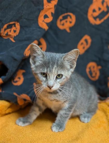 Veruca Salt, an adoptable Domestic Short Hair in Hutchinson, KS, 67504 | Photo Image 1