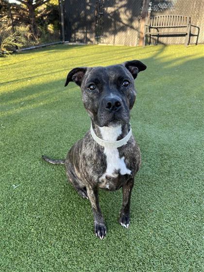 Shelby Ann, an adoptable Pit Bull Terrier, Mixed Breed in Hutchinson, KS, 67504 | Photo Image 1