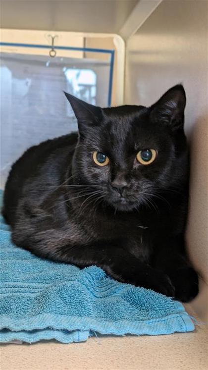 Sophie Hatter, an adoptable Domestic Short Hair in Hutchinson, KS, 67504 | Photo Image 2