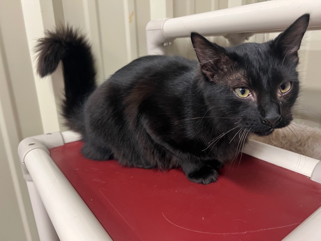 Mason, an adoptable Domestic Long Hair in Saint Francisville, LA, 70775 | Photo Image 1