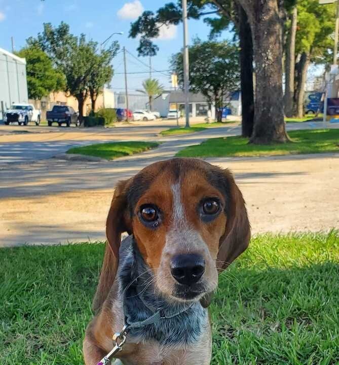 Gunner (In Foster)