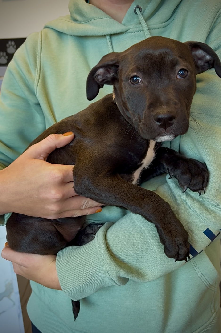 Fizz, an adoptable Staffordshire Bull Terrier in Duluth, MN, 55807 | Photo Image 1