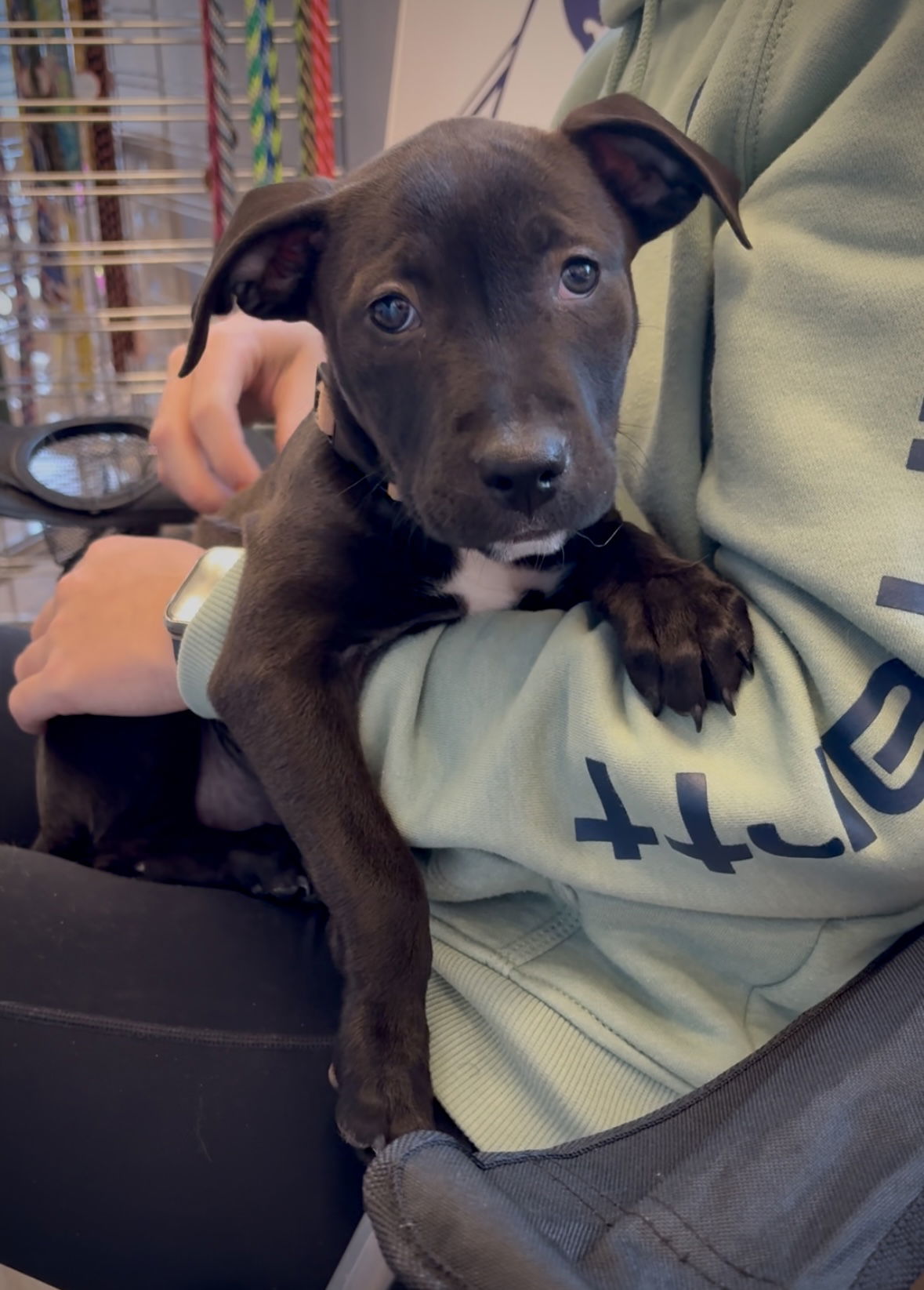 Fizz, an adoptable Staffordshire Bull Terrier in Duluth, MN, 55807 | Photo Image 3