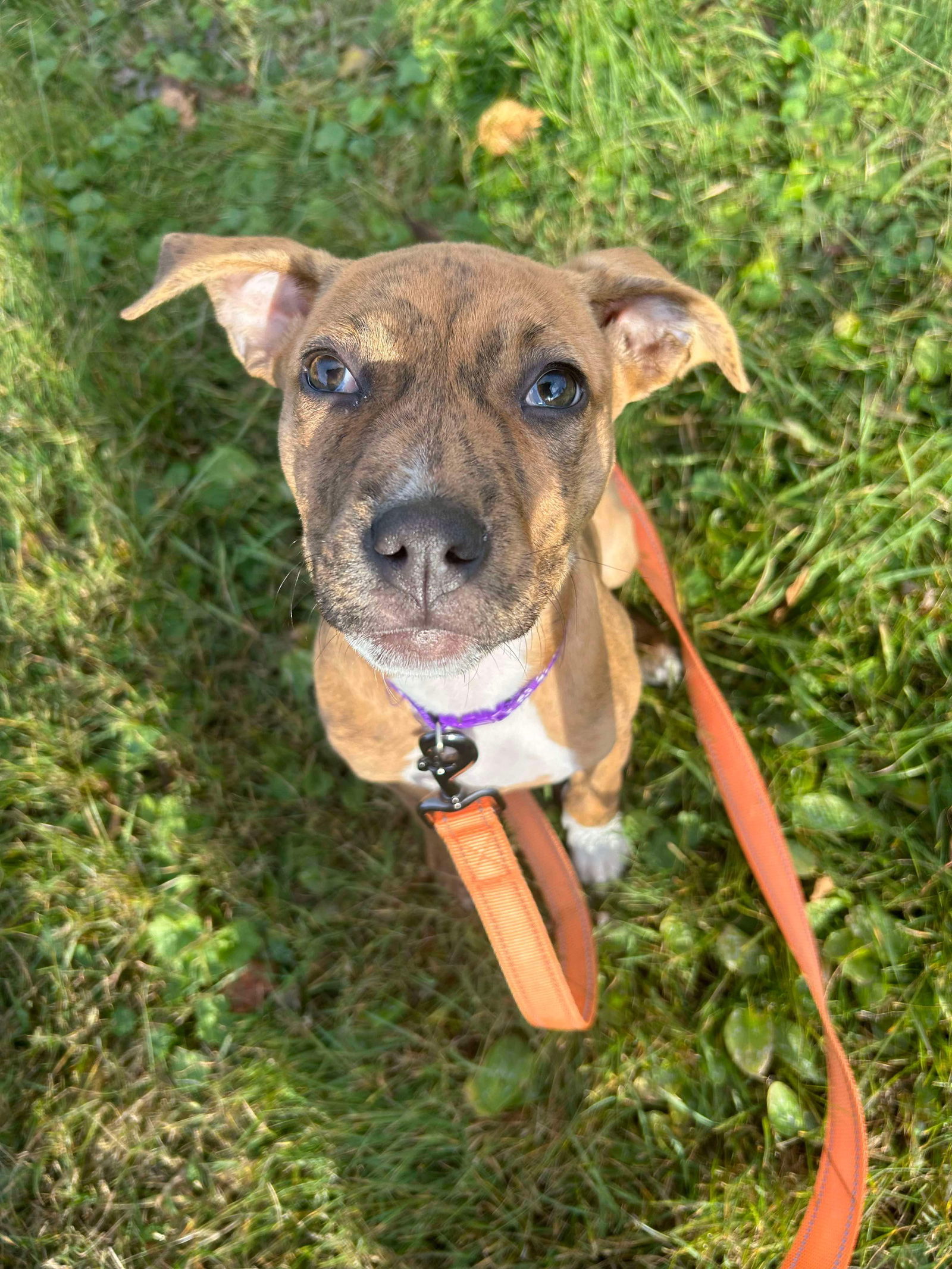 Birch, an adoptable Staffordshire Bull Terrier in Duluth, MN, 55807 | Photo Image 1