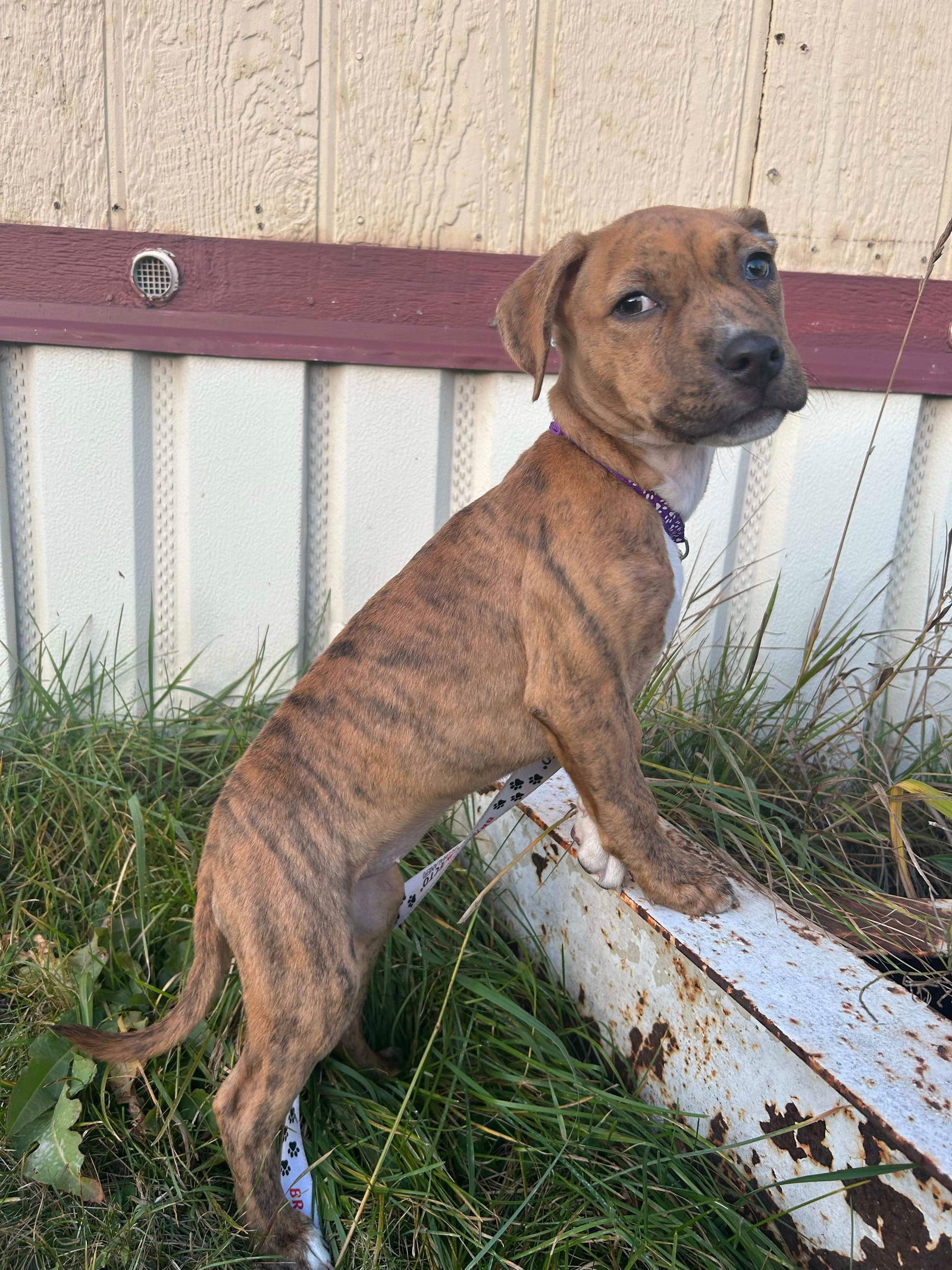 Birch, an adoptable Staffordshire Bull Terrier in Duluth, MN, 55807 | Photo Image 2