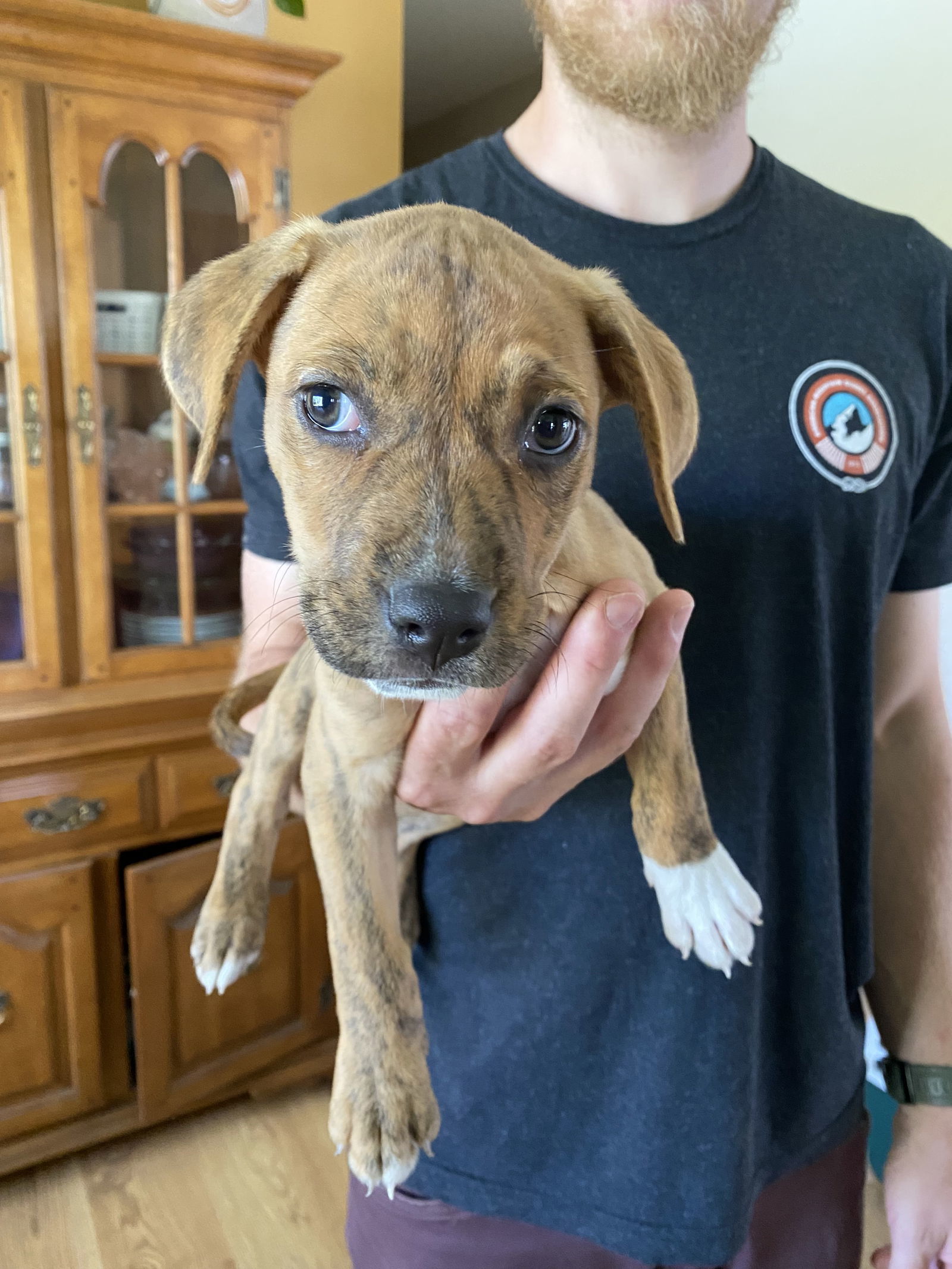 Birch, an adoptable Staffordshire Bull Terrier in Duluth, MN, 55807 | Photo Image 3