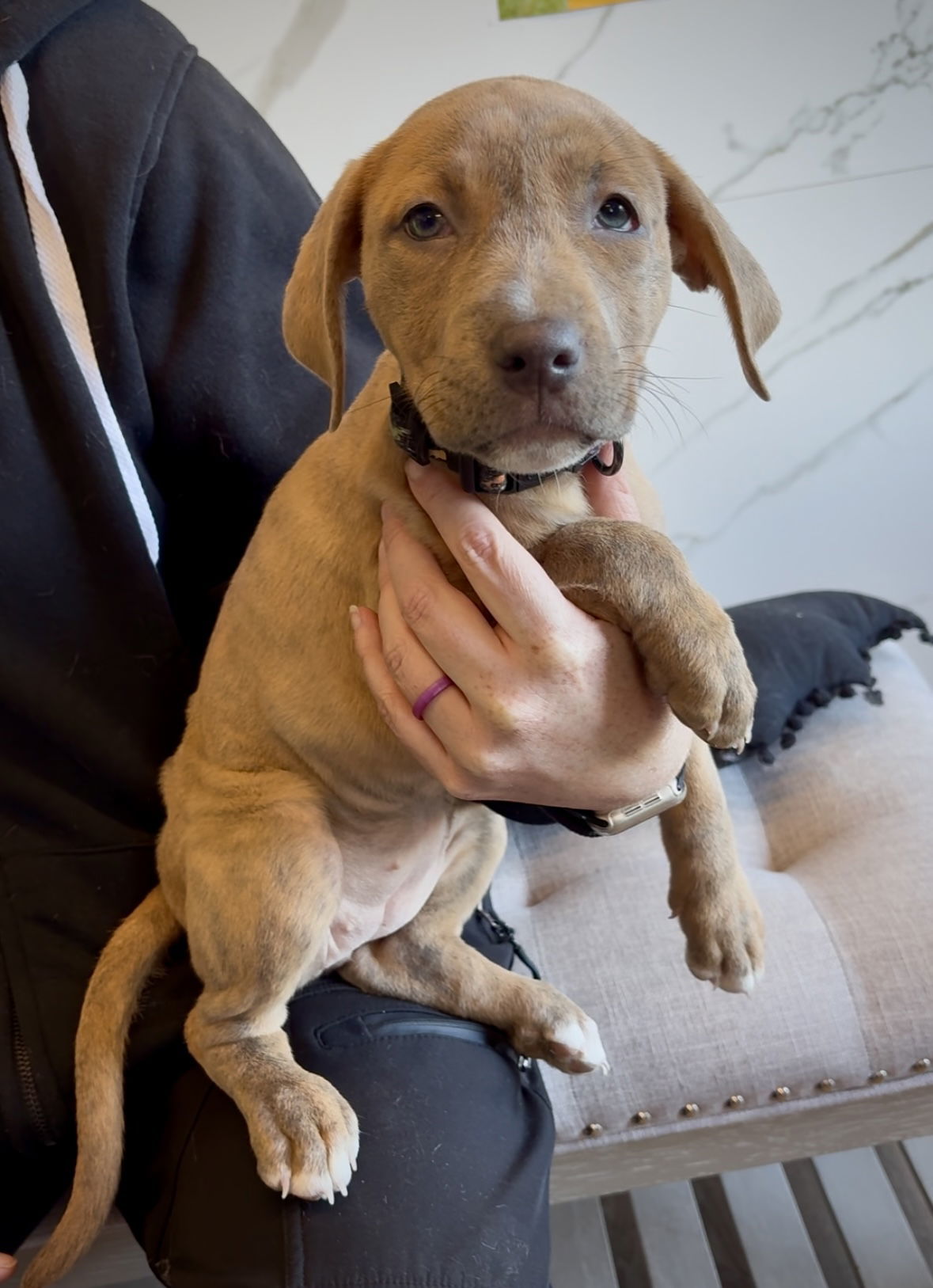 Jolly, an adoptable Staffordshire Bull Terrier in Duluth, MN, 55807 | Photo Image 2