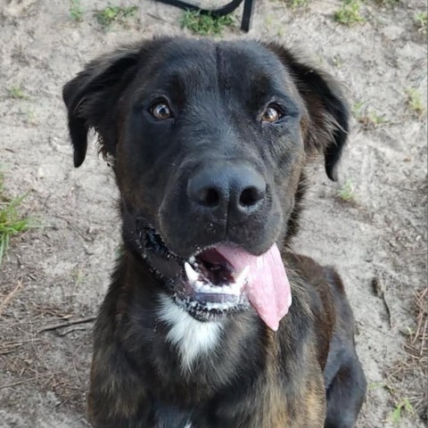 Zeus, an adoptable Great Pyrenees, Bullmastiff in Palestine, TX, 75801 | Photo Image 1