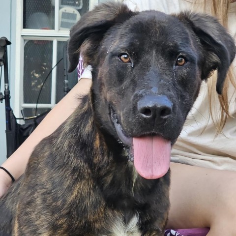 Zeus, an adoptable Great Pyrenees, Bullmastiff in Palestine, TX, 75801 | Photo Image 2