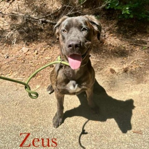 Zeus, an adoptable Great Pyrenees, Bullmastiff in Palestine, TX, 75801 | Photo Image 3