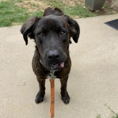 Zeus, an adoptable Great Pyrenees, Bullmastiff in Palestine, TX, 75801 | Photo Image 4