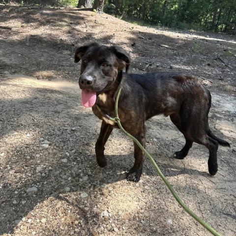 Zeus, an adoptable Great Pyrenees, Bullmastiff in Palestine, TX, 75801 | Photo Image 6