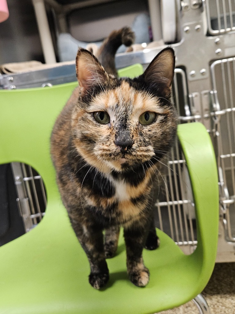 Sera, an adoptable Domestic Short Hair in Pratt, KS, 67124 | Photo Image 1