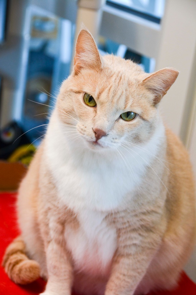 DIXIE LEE, an adoptable Domestic Short Hair in New Bern, NC, 28563 | Photo Image 1