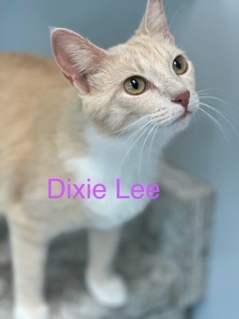 DIXIE LEE, an adoptable Domestic Short Hair in New Bern, NC, 28563 | Photo Image 2
