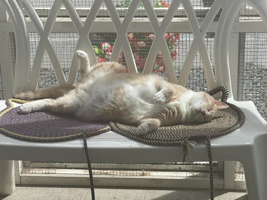 DIXIE LEE, an adoptable Domestic Short Hair in New Bern, NC, 28563 | Photo Image 3