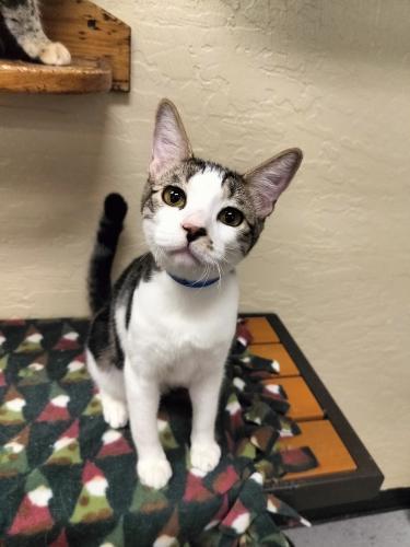 Lenny, an adoptable Tabby in Parlier, CA, 93648 | Photo Image 1