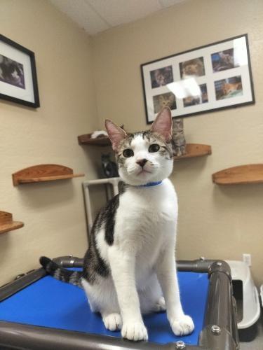 Lenny, an adoptable Tabby in Parlier, CA, 93648 | Photo Image 3