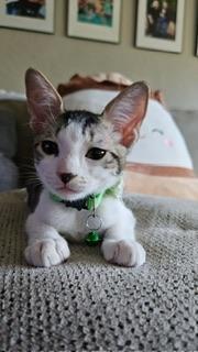 Lenny, an adoptable Tabby in Parlier, CA, 93648 | Photo Image 4