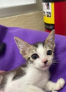 Lenny, an adoptable Tabby in Parlier, CA, 93648 | Photo Image 5