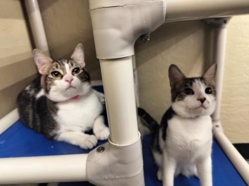 Lenny, an adoptable Tabby in Parlier, CA, 93648 | Photo Image 6