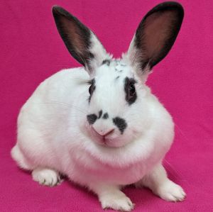 Jessica, Adult Female English Spot